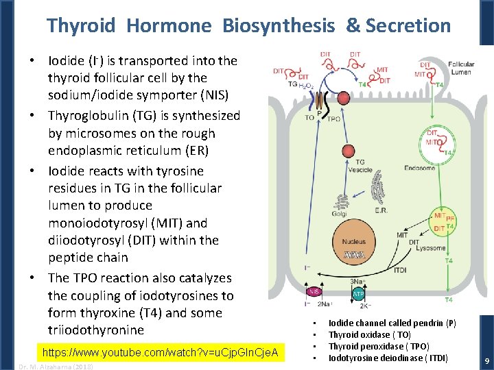 Thyroid Hormone Biosynthesis & Secretion • Iodide (I-) is transported into the thyroid follicular