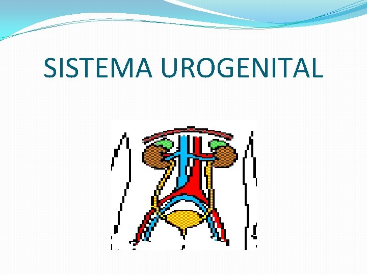 SISTEMA UROGENITAL 