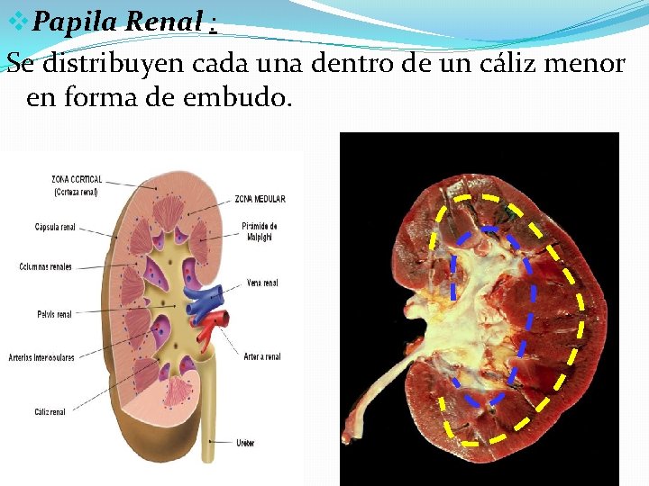 v. Papila Renal : Se distribuyen cada una dentro de un cáliz menor en