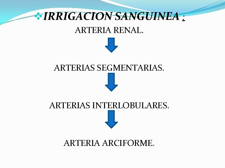 v. IRRIGACION SANGUINEA : ARTERIA RENAL. ARTERIAS SEGMENTARIAS. ARTERIAS INTERLOBULARES. ARTERIA ARCIFORME. 