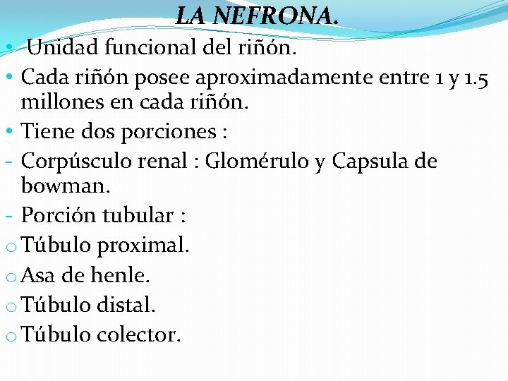 LA NEFRONA. • Unidad funcional del riñón. • Cada riñón posee aproximadamente entre 1