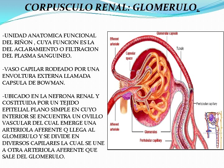 CORPUSCULO RENAL: GLOMERULO. -UNIDAD ANATOMICA FUNCIONAL DEL RIÑON , CUYA FUNCION ES LA DEL