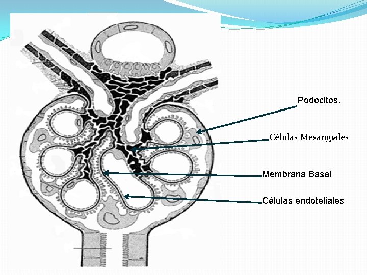 Podocitos. Células Mesangiales Membrana Basal Células endoteliales 