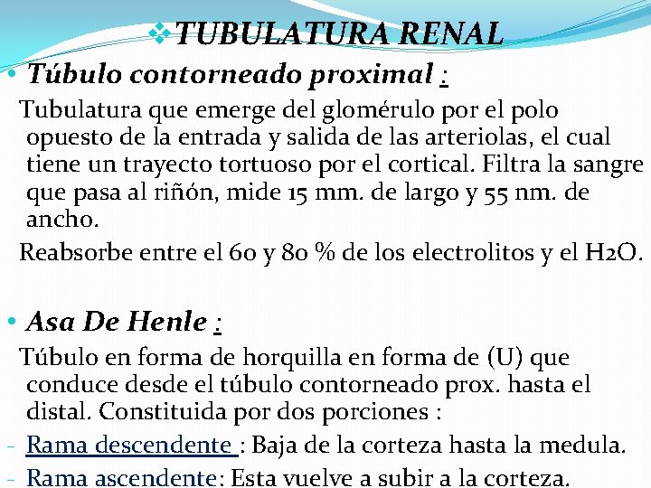 v. TUBULATURA RENAL • Túbulo contorneado proximal : Tubulatura que emerge del glomérulo por