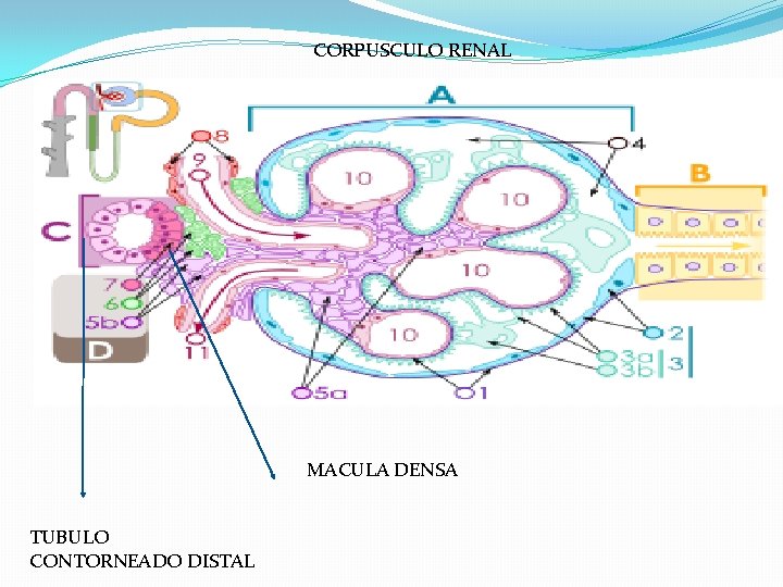 CORPUSCULO RENAL MACULA DENSA TUBULO CONTORNEADO DISTAL 