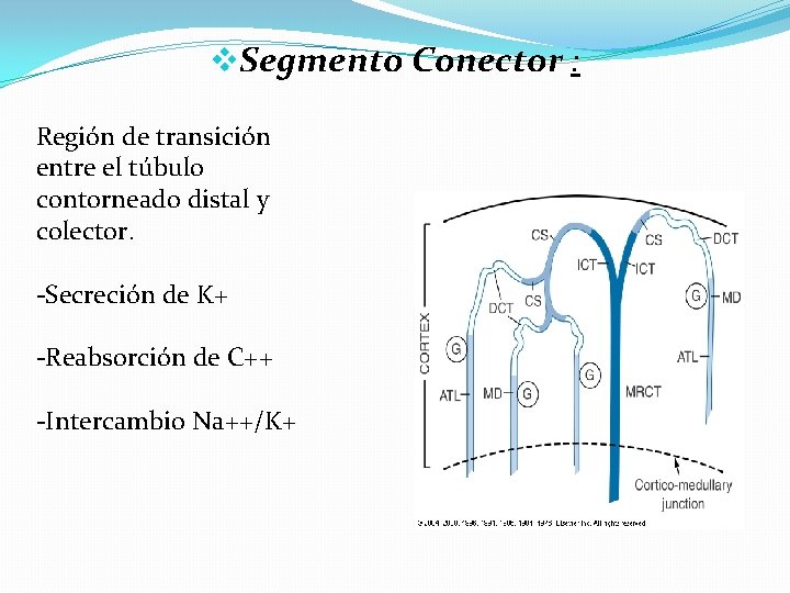 v. Segmento Conector : Región de transición entre el túbulo contorneado distal y colector.