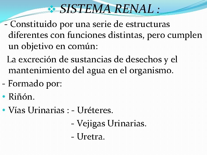 v SISTEMA RENAL : - Constituido por una serie de estructuras diferentes con funciones