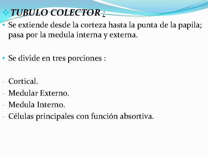 v. TUBULO COLECTOR : • Se extiende desde la corteza hasta la punta de