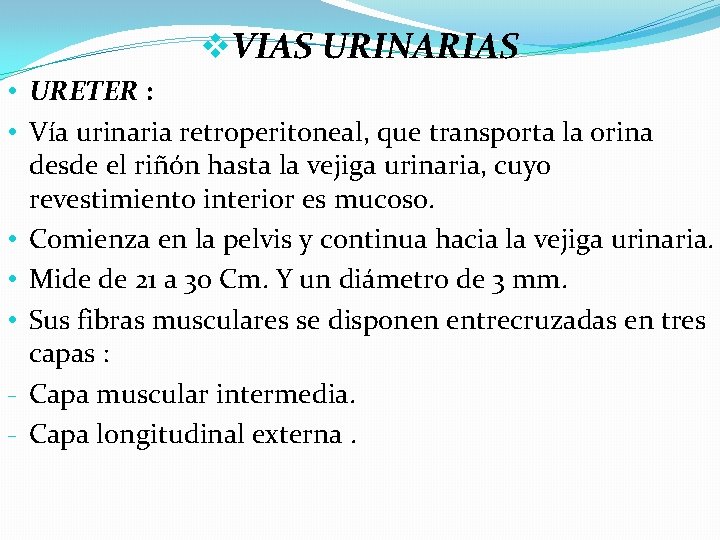 v. VIAS URINARIAS • URETER : • Vía urinaria retroperitoneal, que transporta la orina