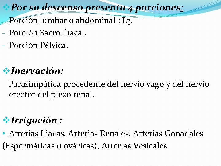 v. Por su descenso presenta 4 porciones: - Porción lumbar o abdominal : L