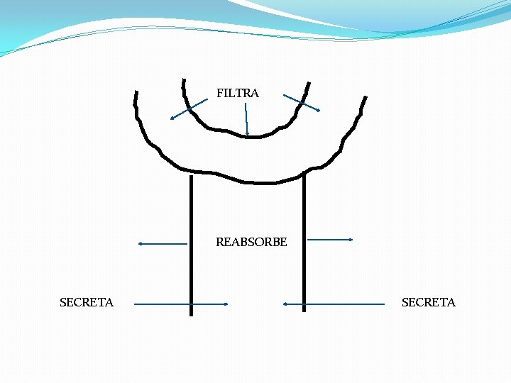 FILTRA REABSORBE SECRETA 