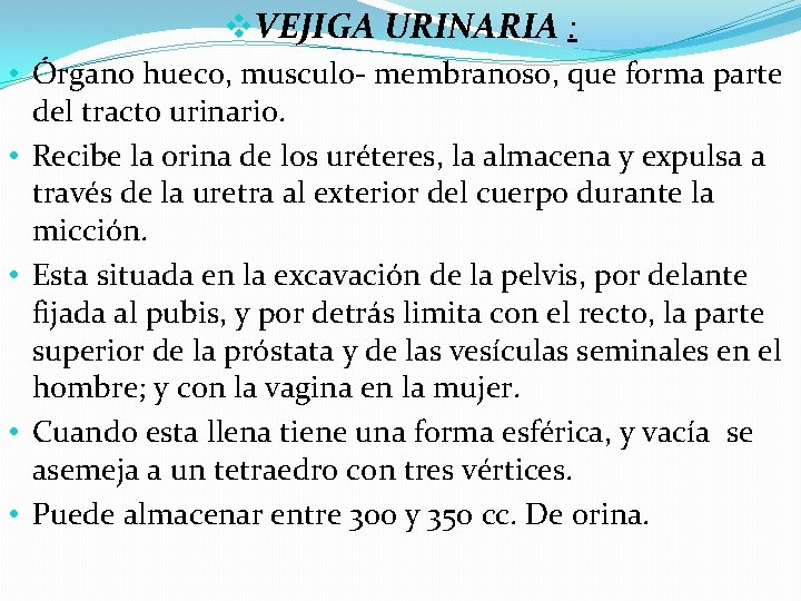 v. VEJIGA URINARIA : • Órgano hueco, musculo- membranoso, que forma parte del tracto