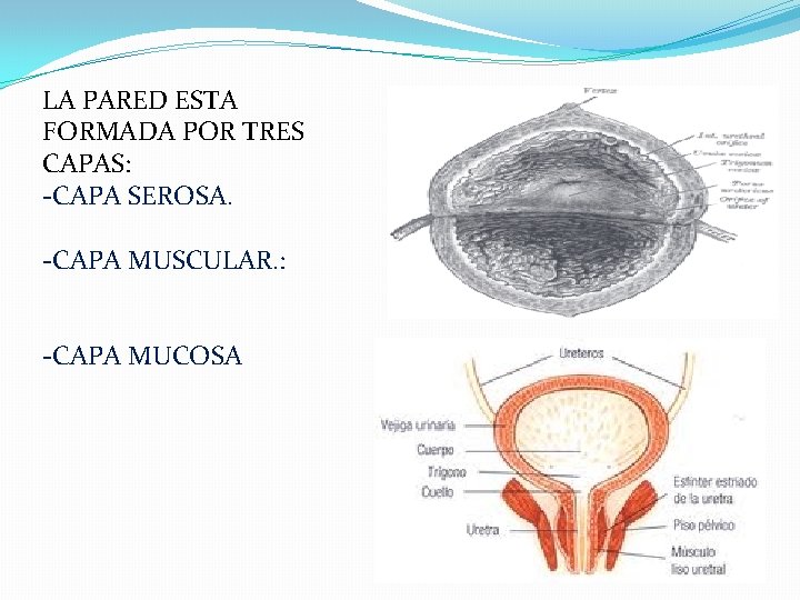 LA PARED ESTA FORMADA POR TRES CAPAS: -CAPA SEROSA. -CAPA MUSCULAR. : -CAPA MUCOSA