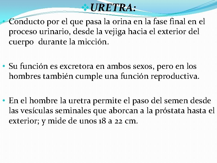 v. URETRA: • Conducto por el que pasa la orina en la fase final