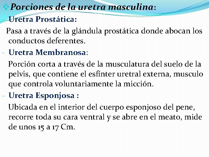 v. Porciones de la uretra masculina: - Uretra Prostática: Pasa a través de la