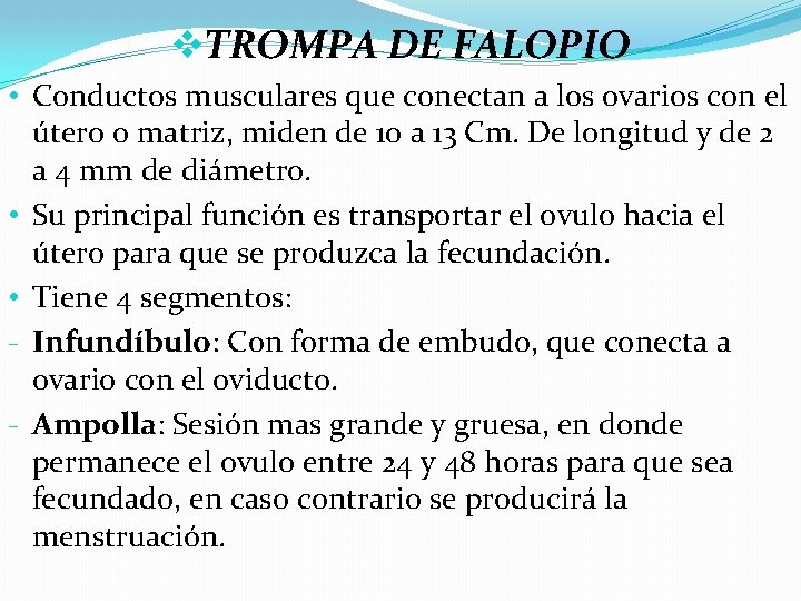 v. TROMPA DE FALOPIO • Conductos musculares que conectan a los ovarios con el