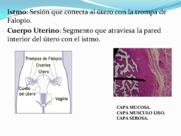 - Istmo: Sesión que conecta al útero con la trompa de Falopio. - Cuerpo