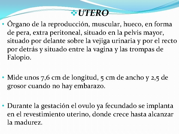 v. UTERO • Órgano de la reproducción, muscular, hueco, en forma de pera, extra