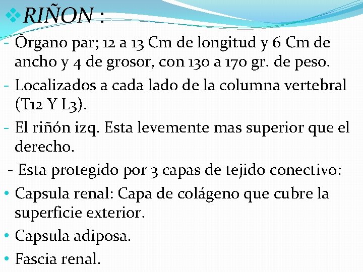 v. RIÑON : - Órgano par; 12 a 13 Cm de longitud y 6