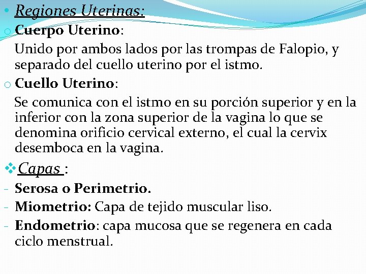  • Regiones Uterinas: o Cuerpo Uterino: Unido por ambos lados por las trompas