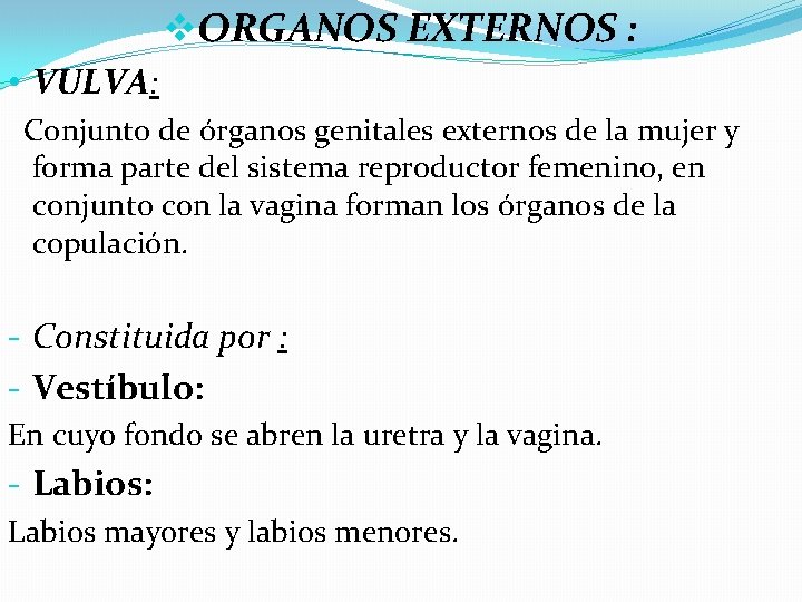 v. ORGANOS EXTERNOS : • VULVA: Conjunto de órganos genitales externos de la mujer