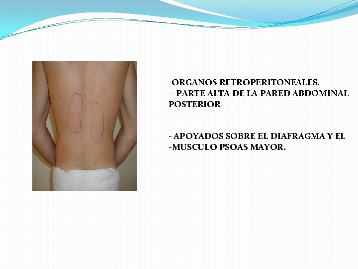 -ORGANOS RETROPERITONEALES. - PARTE ALTA DE LA PARED ABDOMINAL POSTERIOR - APOYADOS SOBRE EL