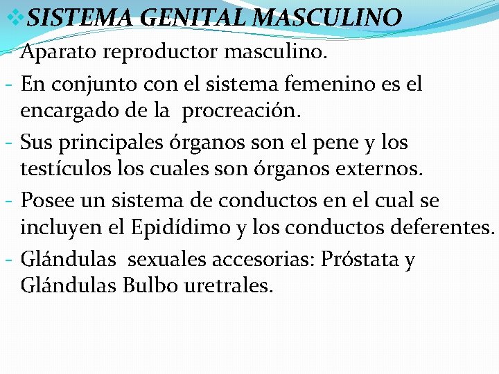 v. SISTEMA GENITAL MASCULINO - Aparato reproductor masculino. - En conjunto con el sistema