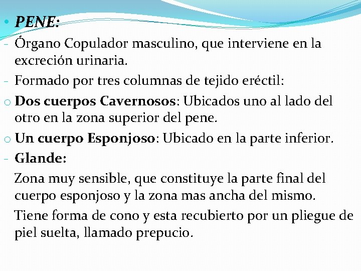  • PENE: - Órgano Copulador masculino, que interviene en la excreción urinaria. -