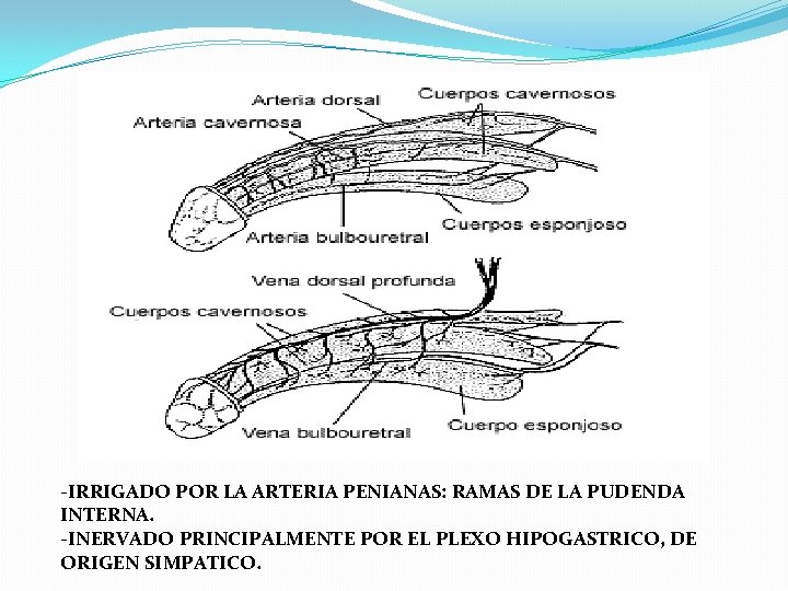 -IRRIGADO POR LA ARTERIA PENIANAS: RAMAS DE LA PUDENDA INTERNA. -INERVADO PRINCIPALMENTE POR EL