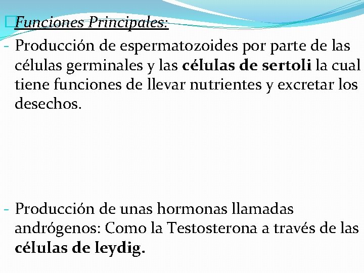 �Funciones Principales: - Producción de espermatozoides por parte de las células germinales y las