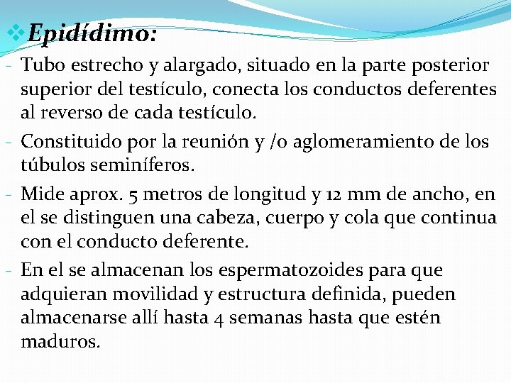 v. Epidídimo: - Tubo estrecho y alargado, situado en la parte posterior superior del