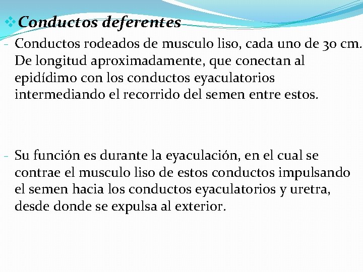 v. Conductos deferentes - Conductos rodeados de musculo liso, cada uno de 30 cm.