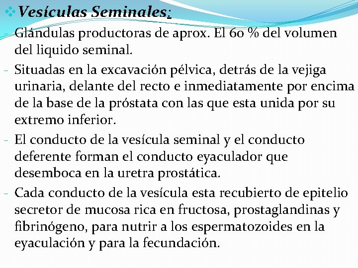 v. Vesículas Seminales: - Glándulas productoras de aprox. El 60 % del volumen del