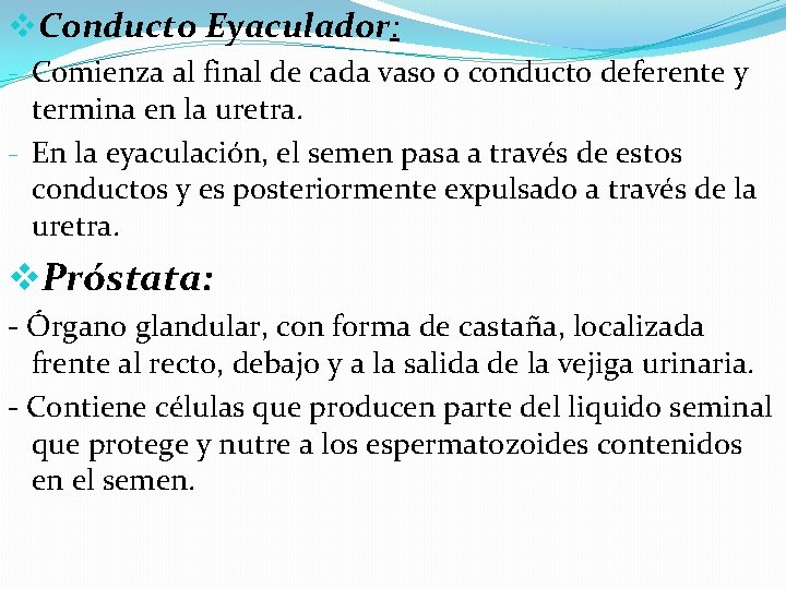 v. Conducto Eyaculador: - Comienza al final de cada vaso o conducto deferente y