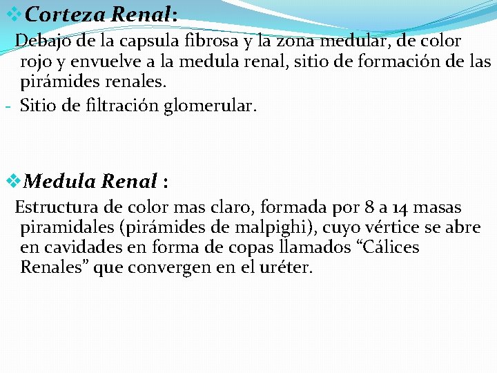 v. Corteza Renal: Debajo de la capsula fibrosa y la zona medular, de color