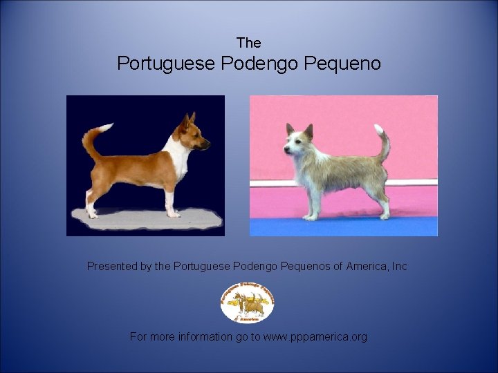 The Portuguese Podengo Pequeno Presented by the Portuguese Podengo Pequenos of America, Inc For