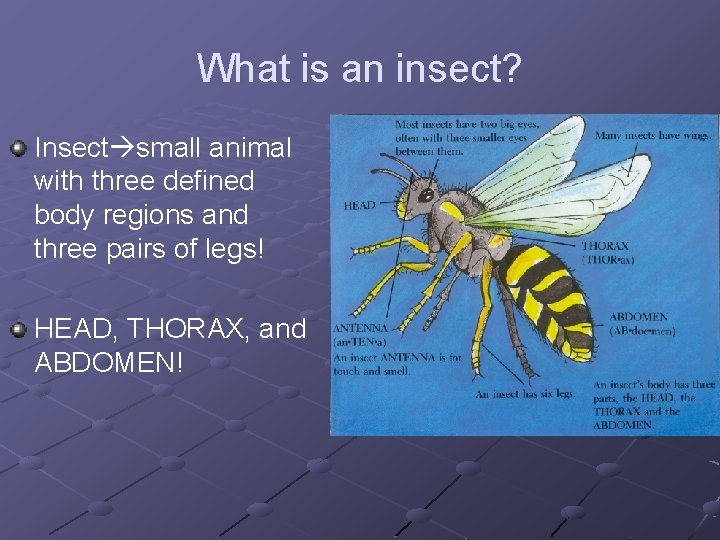 What is an insect? Insect small animal with three defined body regions and three