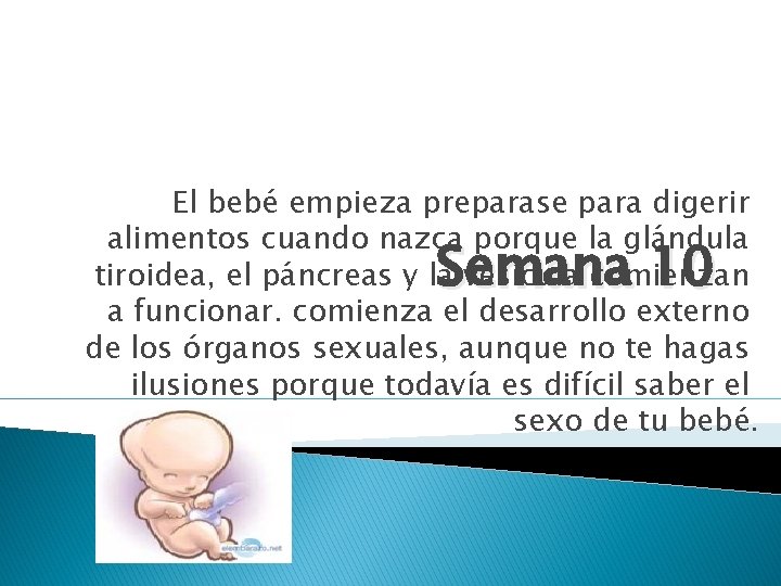 El bebé empieza preparase para digerir alimentos cuando nazca porque la glándula tiroidea, el