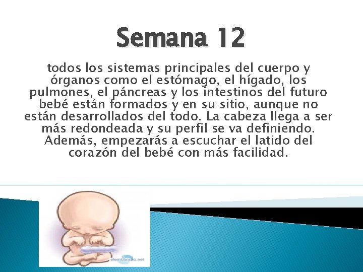 Semana 12 todos los sistemas principales del cuerpo y órganos como el estómago, el