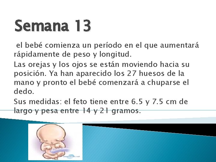 Semana 13 el bebé comienza un período en el que aumentará rápidamente de peso