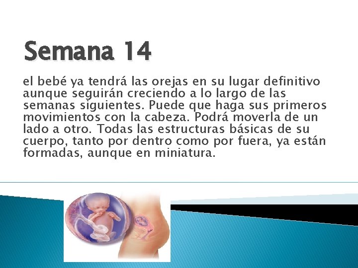 Semana 14 el bebé ya tendrá las orejas en su lugar definitivo aunque seguirán