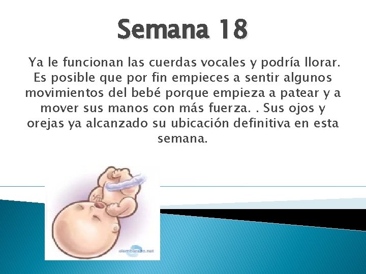 Semana 18 Ya le funcionan las cuerdas vocales y podría llorar. Es posible que