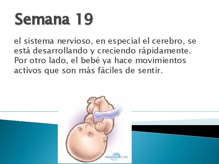 Semana 19 el sistema nervioso, en especial el cerebro, se está desarrollando y creciendo