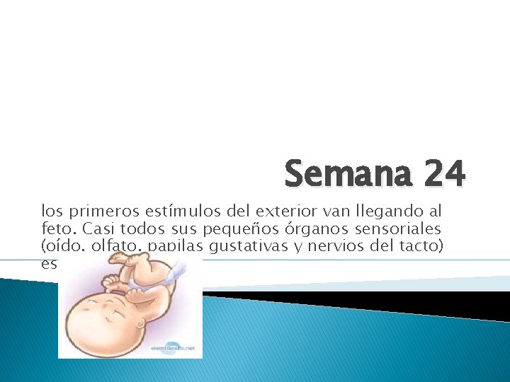 Semana 24 los primeros estímulos del exterior van llegando al feto. Casi todos sus