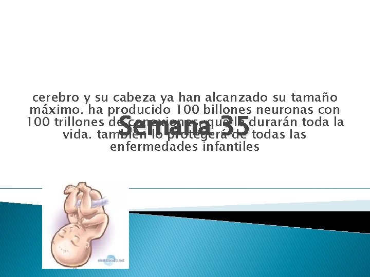 cerebro y su cabeza ya han alcanzado su tamaño máximo. ha producido 100 billones