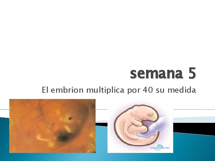 semana 5 El embrion multiplica por 40 su medida 