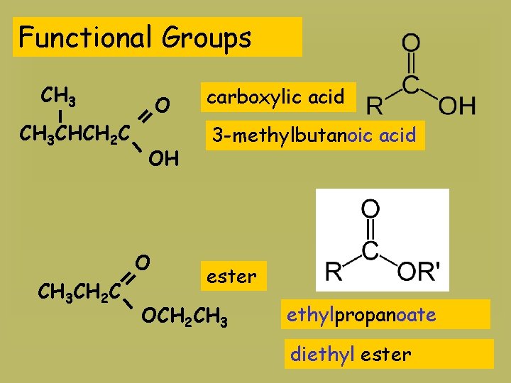 Functional Groups CH 3 CHCH 2 C O OH O CH 3 CH 2