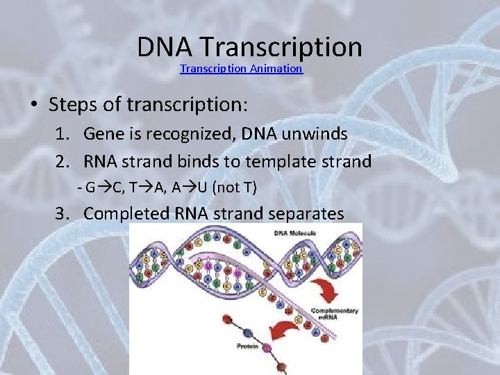 DNA Transcription Animation • Steps of transcription: 1. Gene is recognized, DNA unwinds 2.