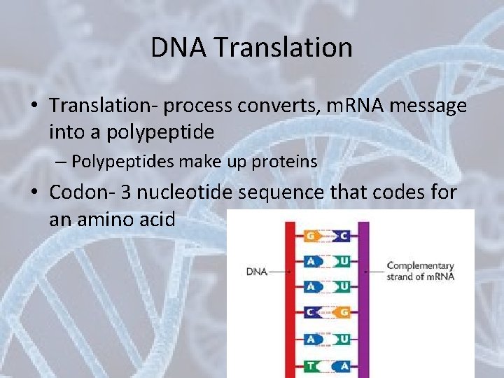 DNA Translation • Translation- process converts, m. RNA message into a polypeptide – Polypeptides