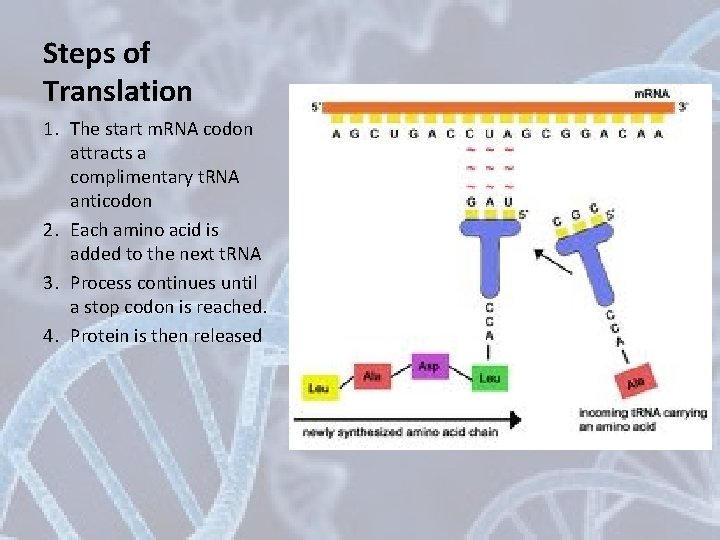 Steps of Translation 1. The start m. RNA codon attracts a complimentary t. RNA